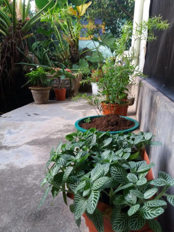 Mazz Homestay Negombo Dış mekan fotoğraf